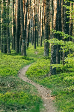 sesja komunijna jurajska ścieżka